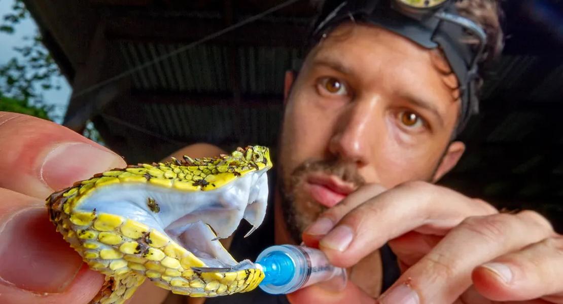 Il ricercatore Alejandro Arteaga esamina le zanne della vipera delle ciglia centroamericana (Bothriechis nigroadspersus) nella giungla del Darien di Panama.
