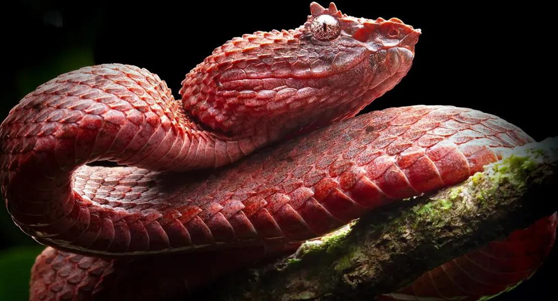Morfologia vinosa della Vipera delle ciglia centroamericana (Bothriechis nigroadspersus), fotografata nell'isola caraibica Escudo de Veraguas, al largo della costa di Panamá.
