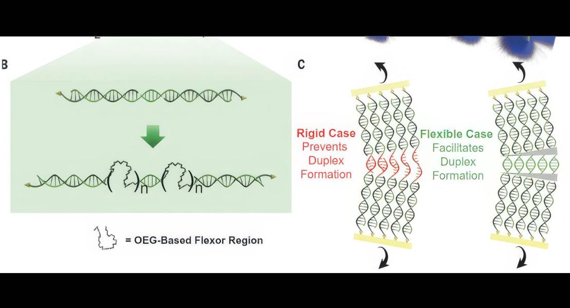 Molecole spaziatrici all’interno del DNA