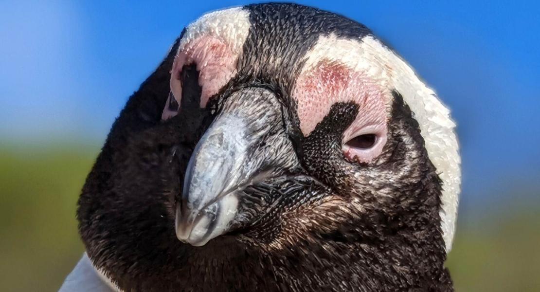Pinguino africano (Spheniscus demersus).