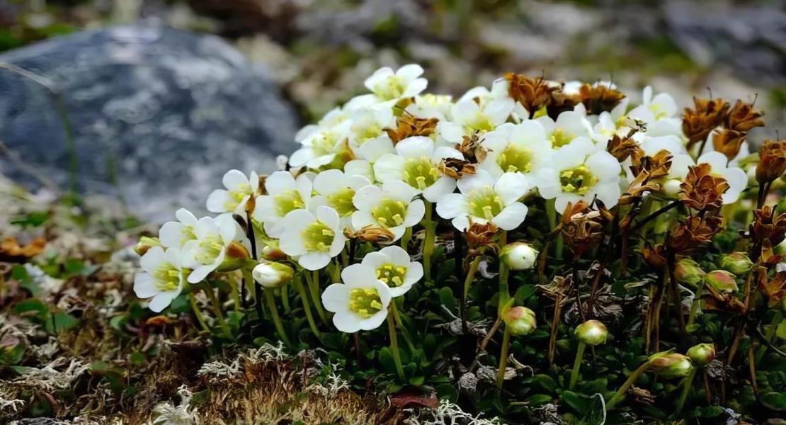Lapland Diapensia (Diapensia lapponica).