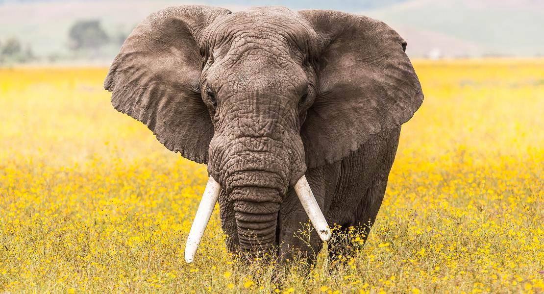Elefante