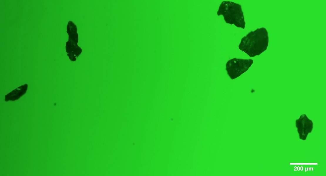Immagine fluorescente della microscopia mostra i foraggi assorbiti da microplastiche