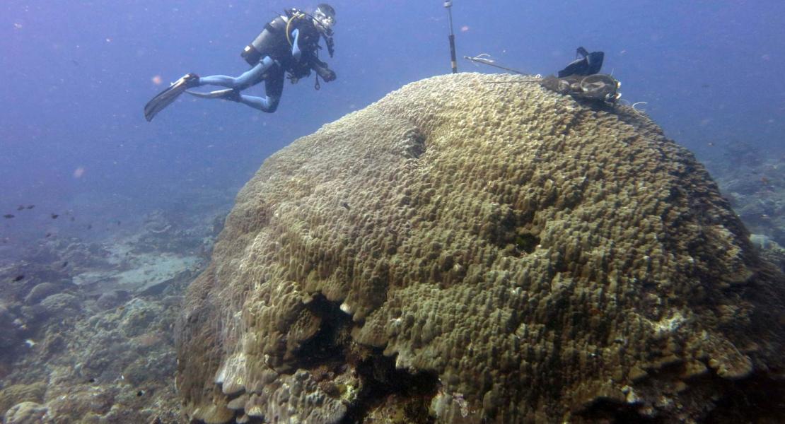 Colonia di Porites studiata per capire i meccanismi di calcificazione dei coralli tropicali e per studi paleoclimatici.