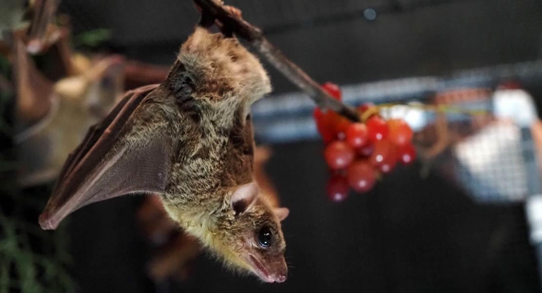 Pipistrello
