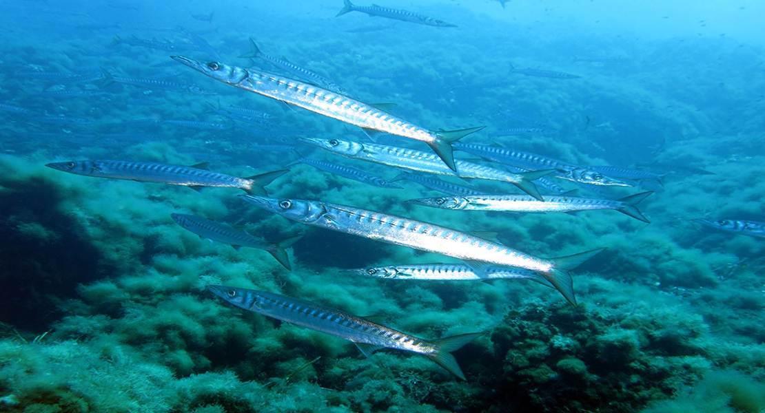 Fauna ittica
