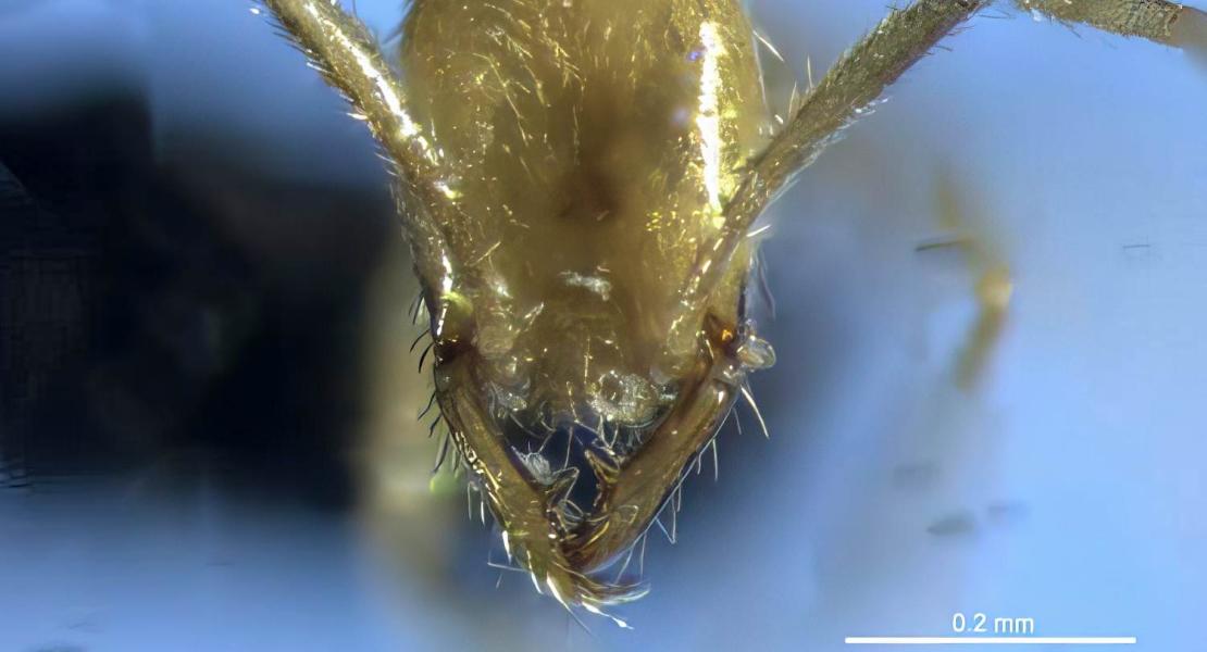 Una vista a pieno facciale di Leptanilla Voldemort, che mostra le sue mandibole affilate.