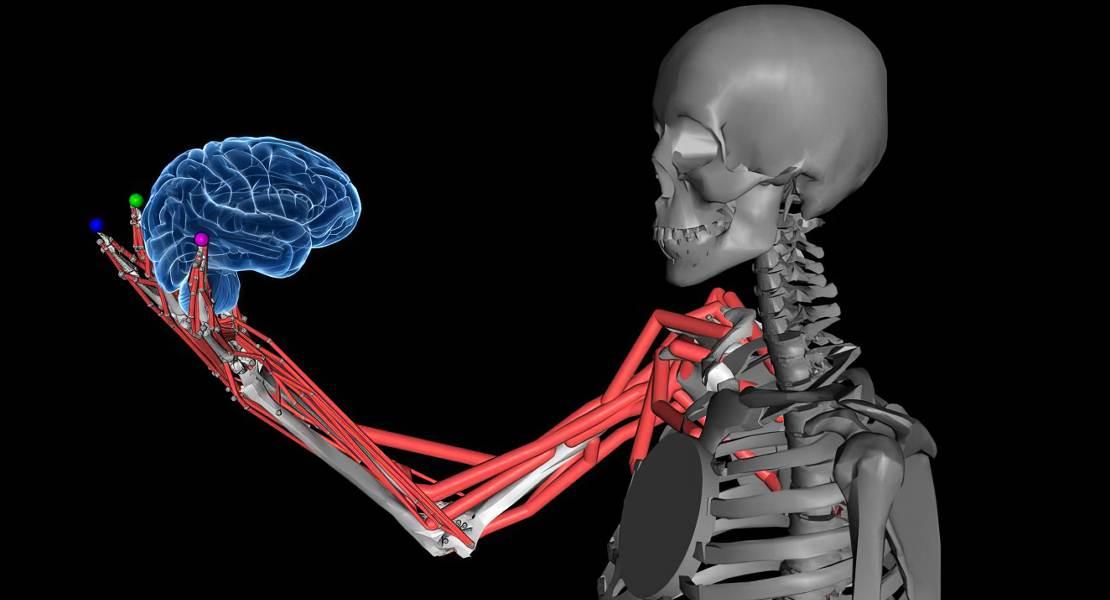 La propriocezione comunica al cervello lo stato del corpo