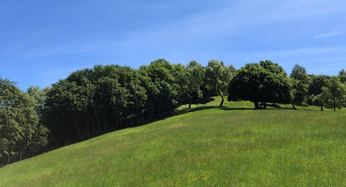 Paesaggio boschivo del Monte Generoso