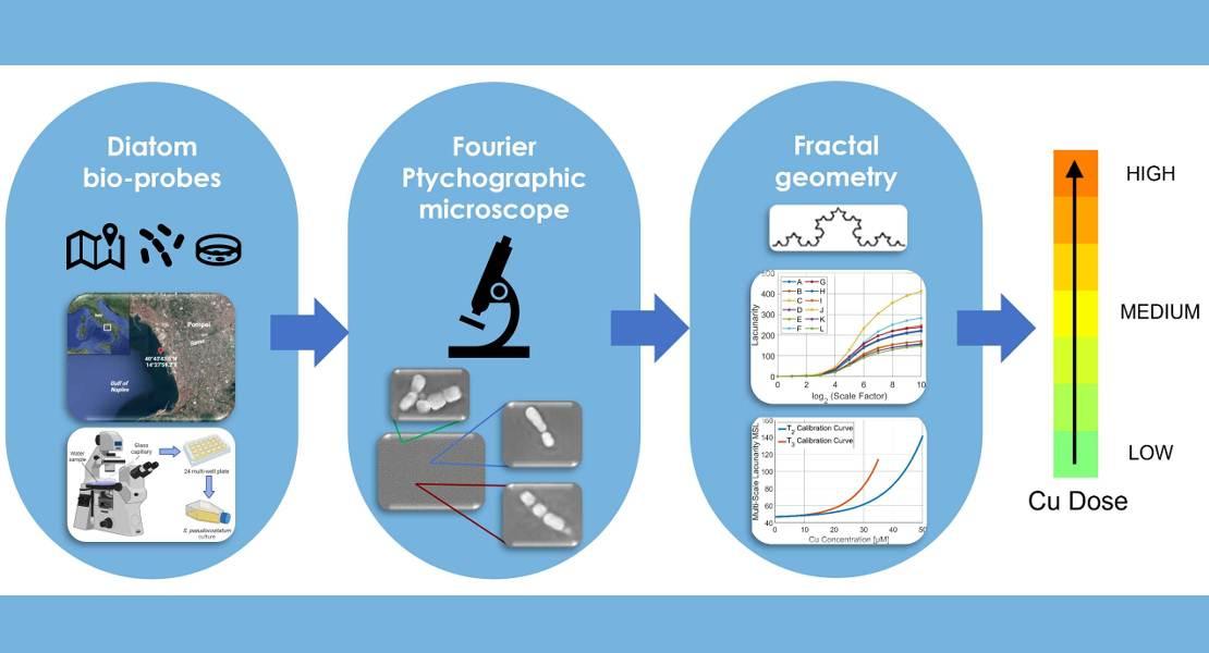 Identificazione dei metalli pesanti mediante biosensori