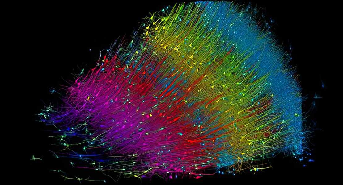 Strati di neuroni eccitatori codificati