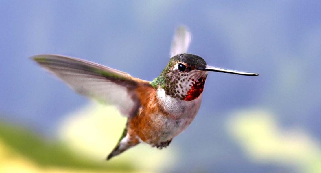 colibrì