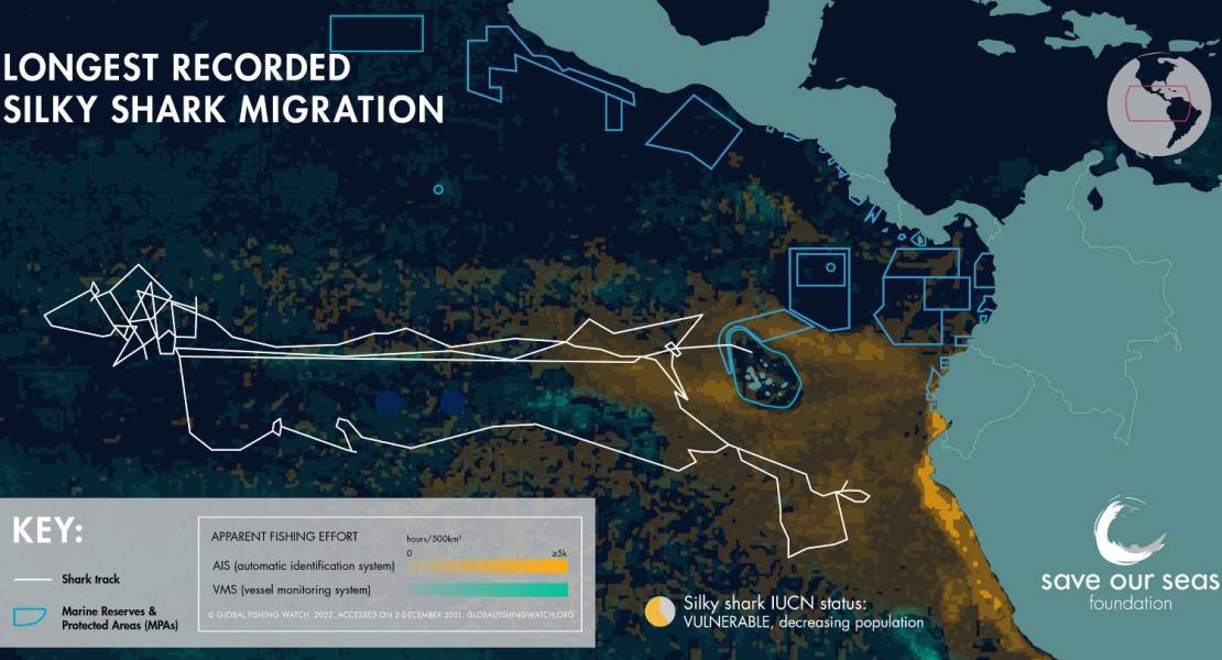 Viaggiatori dell'oceano. Posizioni stimate per "Genie" dalla sua posizione di etichettatura a Wolf Island, la Riserva marina delle Galapagos, con un tag SPOT montato su pinna e monitorata per 546 giorni.