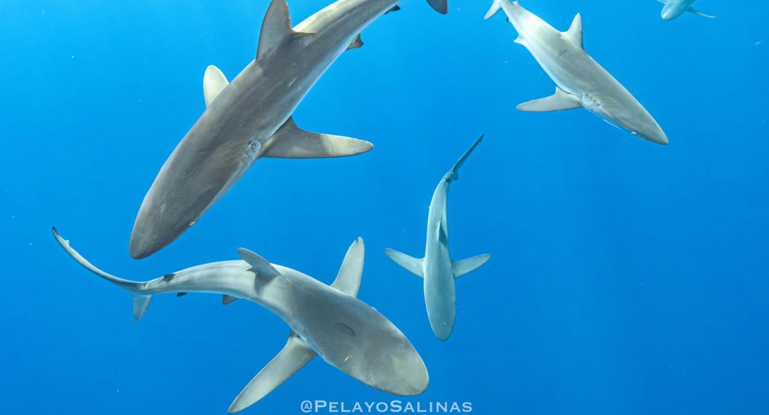 Gli squali pelagici sono in grossi guai. Un tempo avvistamento comune intorno alle isole oceaniche del Pacifico tropicale orientale, i grandi squali seta stanno diventando sempre più rari a causa del continuo declino della popolazione globale, dovuto principalmente alla pesca eccessiva.