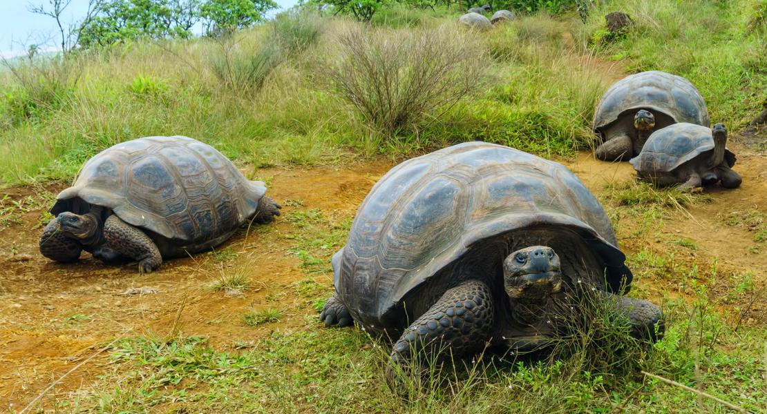 Tartarughe giganti delle Galapagos