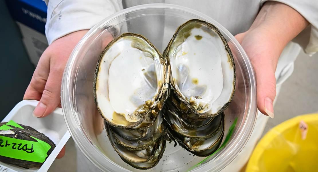 Cozze a valle di un impianto di trattamento delle acque reflue.