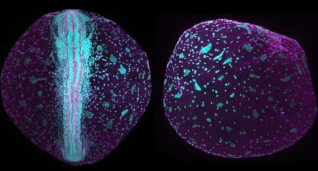 Embrioni di killifish al microscopio a fluorescenza