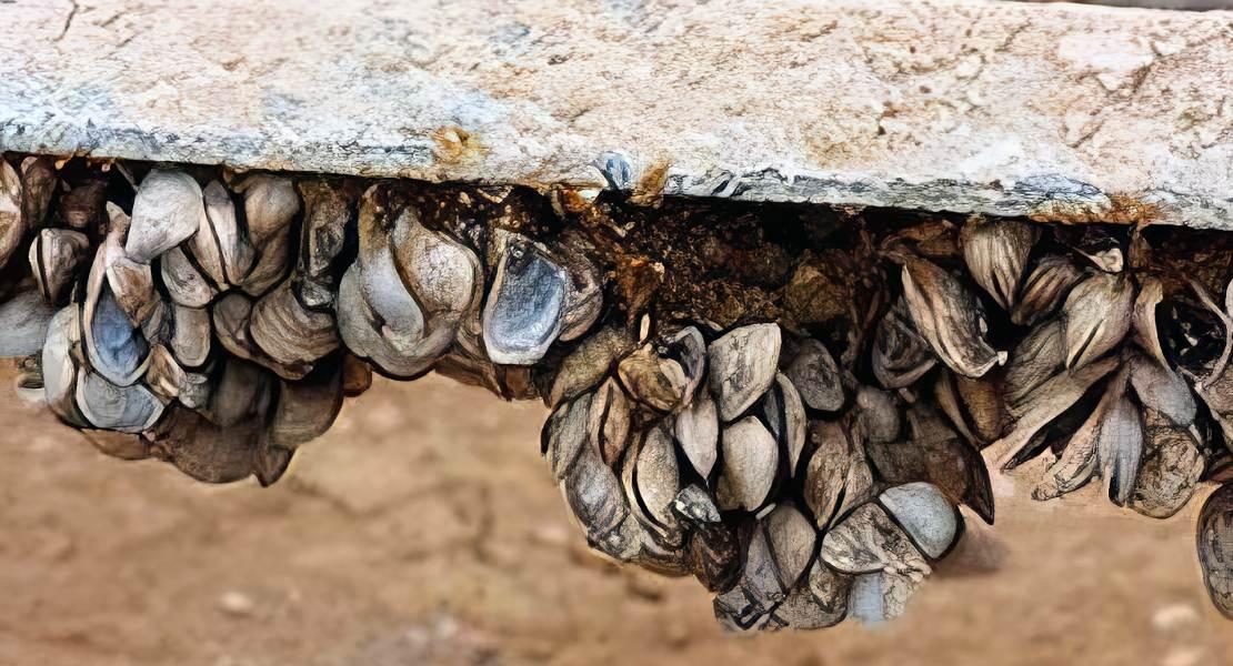 Le cozze di Quagga