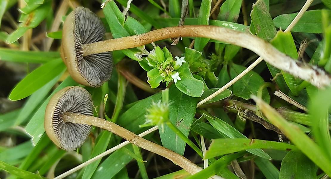Psilocybe ingeli