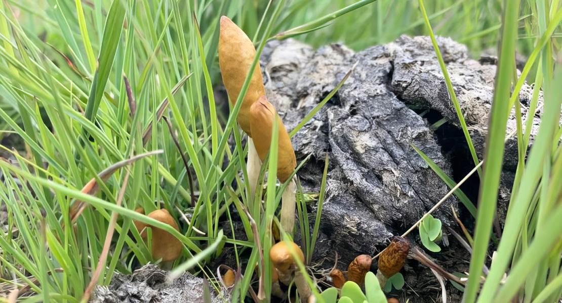 Psilocybe malutie