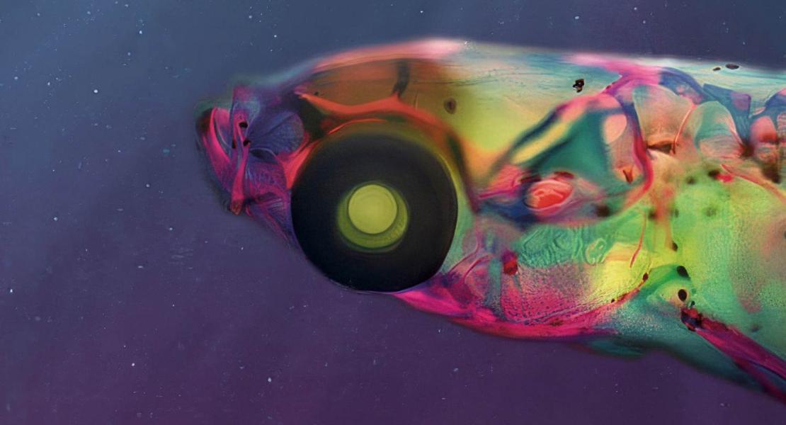 Il pesce si allontana in risposta a un suono riprodotto sott'acqua, dimostrando che può capire da quale direzione proviene il suono.