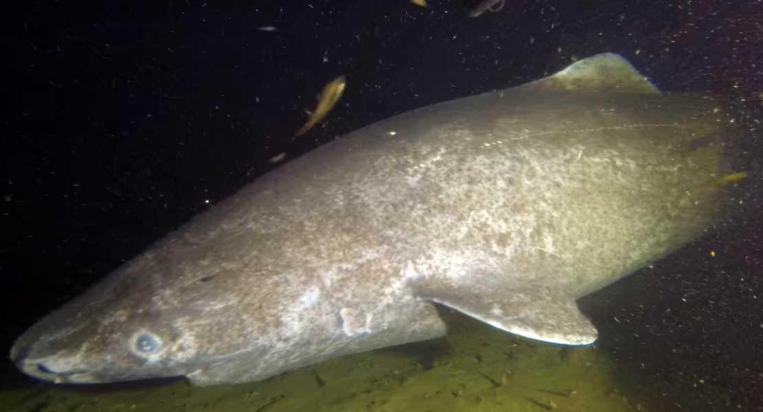 Squalo della Groenlandia (Somniosus microcephalus)