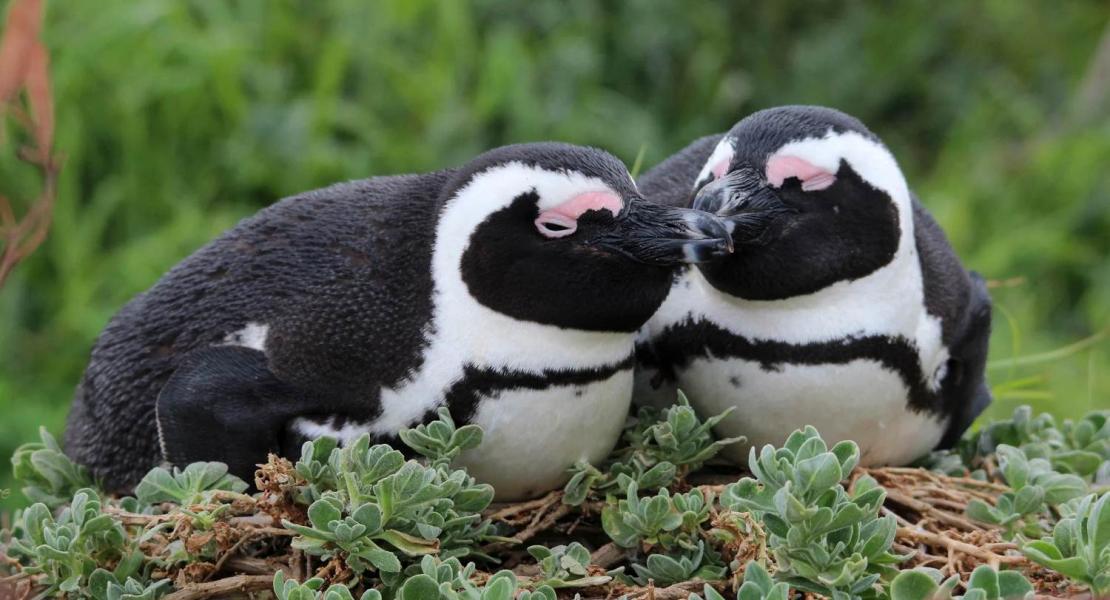 Una coppia di pinguini africani (Spheniscus demersus) che toccano i becchi.