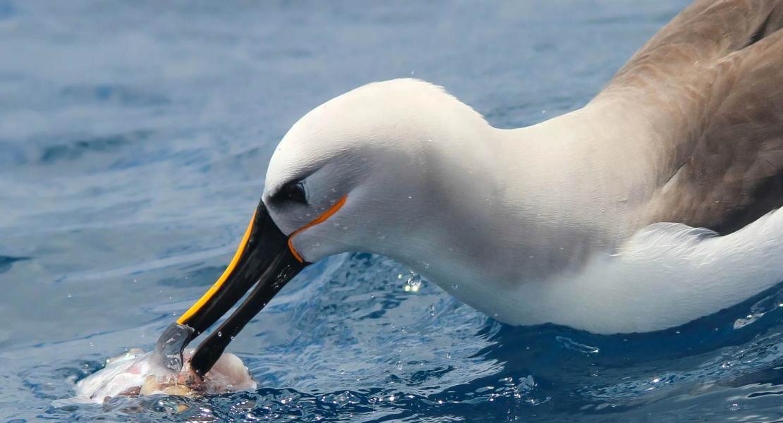 Albatro dal naso giallo atlantico che si nutre della superficie dell'oceano con le catture accessorie della pesca.