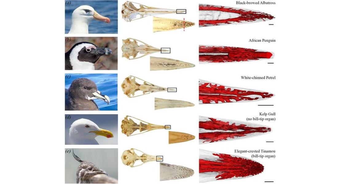 Le fotografie mostrano la parte inferiore delle ossa del becco e le strutture rosse sulla destra mostrano il tessuto neurovascolare (nervi e vasi sanguigni) all'interno dell'osso. Si noti l'elevato numero di fosse neurovascolari o "buchi" sull'osso del becco e l'elevata densità di canali neurovascolari negli albatros e nei pinguini, simili a quelli degli uccelli con noti organi a punta di becco.