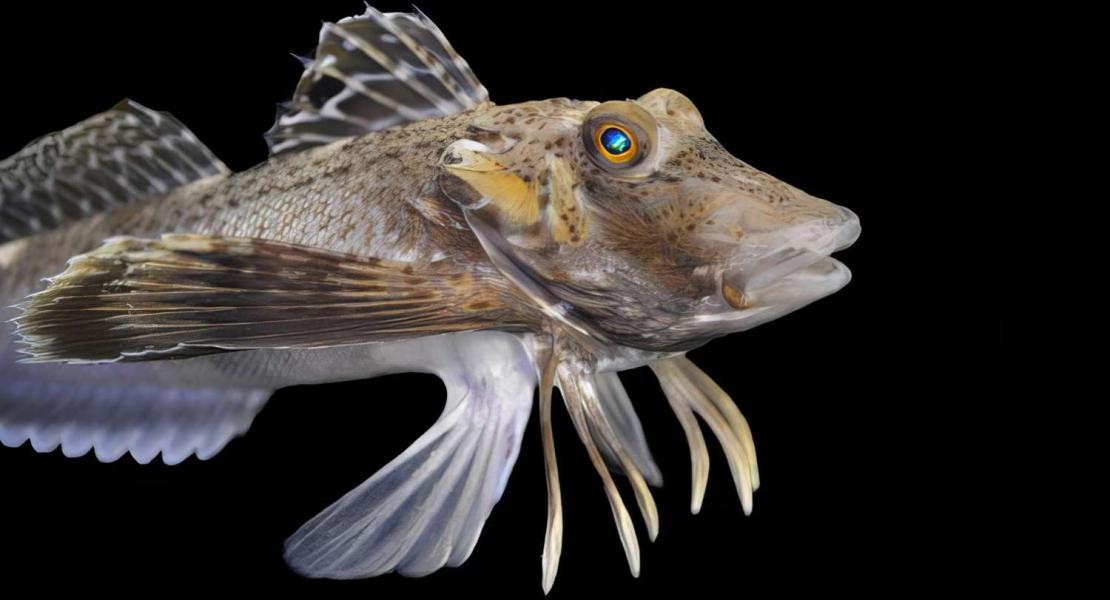 Prionotus carolinus