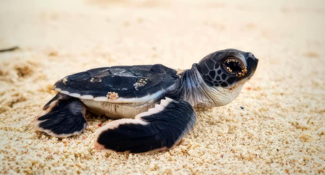 Tartaruga marina (Chelonia Mydas).