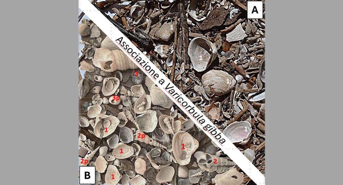 (A) Associazione a Varicorbula gibba (1) proveniente da fondali fangosi adriatici attuali al largo del delta del Po. (B) Associazione a V. gibba di 5.000 anni che mostra, rispetto alle associazioni attuali, un maggior numero di gasteropodi predatori (vedi esemplari indicati con il numero 3) e di tracce di predazione qui riconoscibili sul gasteropode Turritellinella tricarinata (2p) e su un gasteropode del genere Euspira (3p).