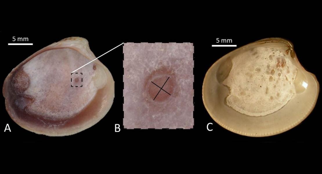 (A) Esoscheletro di Chamelea gallina (vongola adriatica, proveniente dal Lido di Jesolo, Venezia), la traccia attribuita ai parassiti investigati è evidenziata dal rettangolo tratteggiato ed ingrandita nella figura B. In (C) un esoscheletro di vongola adriatica con una moltitudine di tracce di parassiti e proveniente da depositi di spiaggia di circa 2.500 anni fa e presenti nel sottosuolo di Milano Marittima (Ravenna).