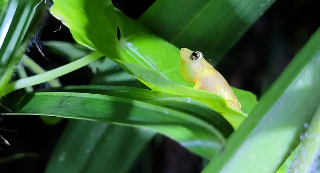 Rana coqui llanero
