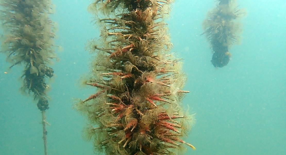Fondale inquinato da microplastiche e nanoplastiche.