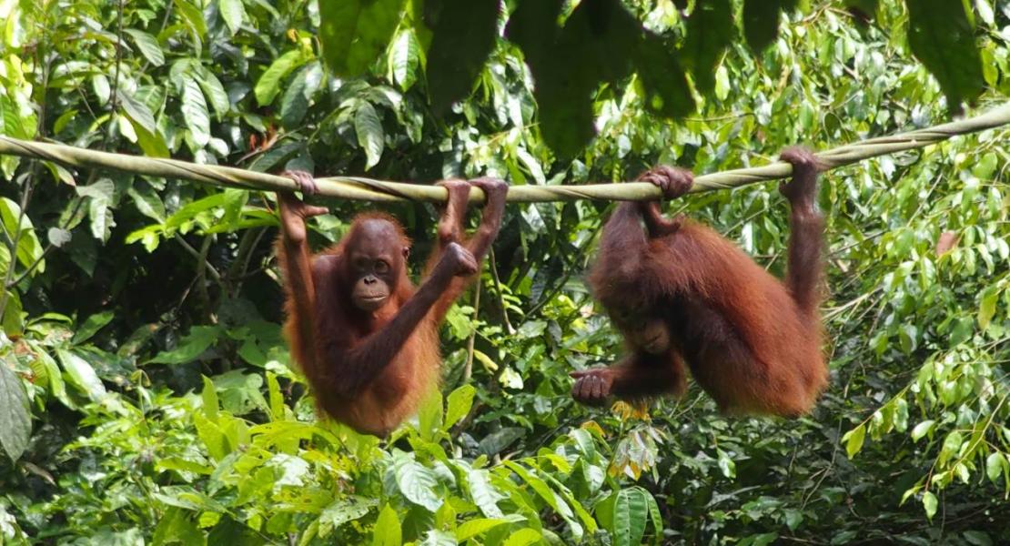 Oranghi del Borneo