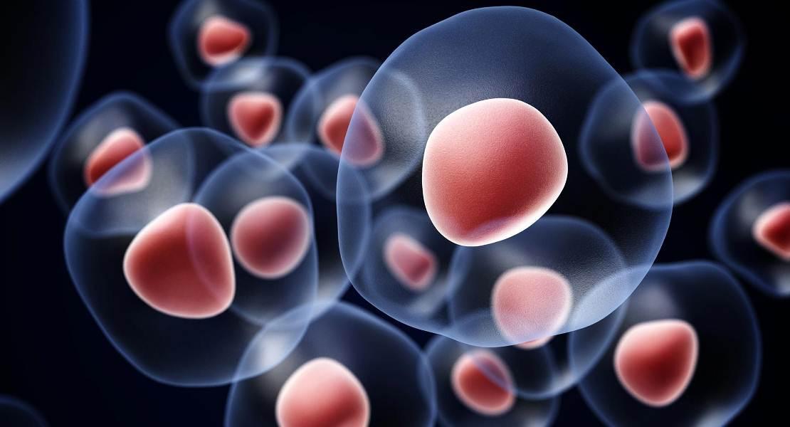 Cellule delle labbra umane