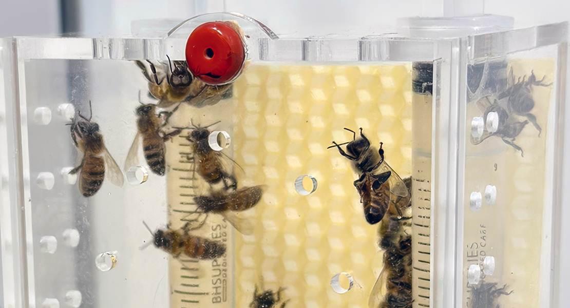 I ricercatori hanno confrontato gruppi di api che hanno dormito normalmente al buio con altri che sono stati sottoposti a luce artificiale continua.
