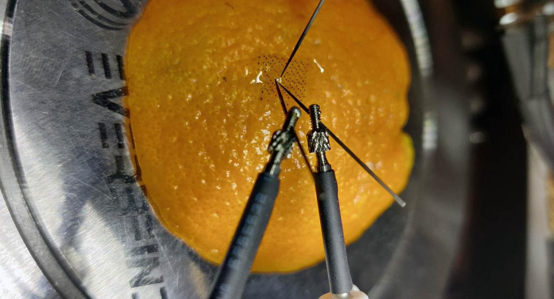 Buccia d'arancia con inpiantato nanodispositivo.