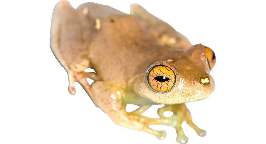 Rana Boophis