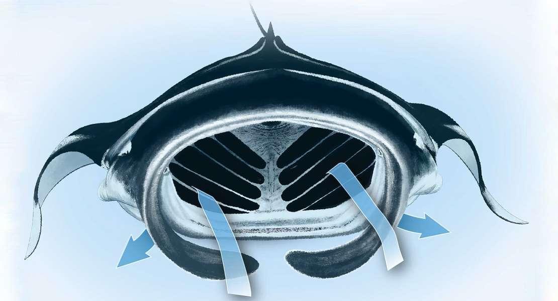 I raggi della Mobula inghiottono l'acqua di mare e utilizzano filtri specializzati nella loro cavità orale per separare le particelle di cibo.