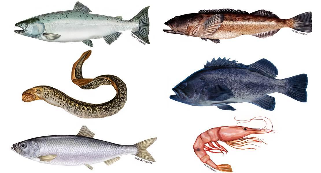 Pesci con microplastiche