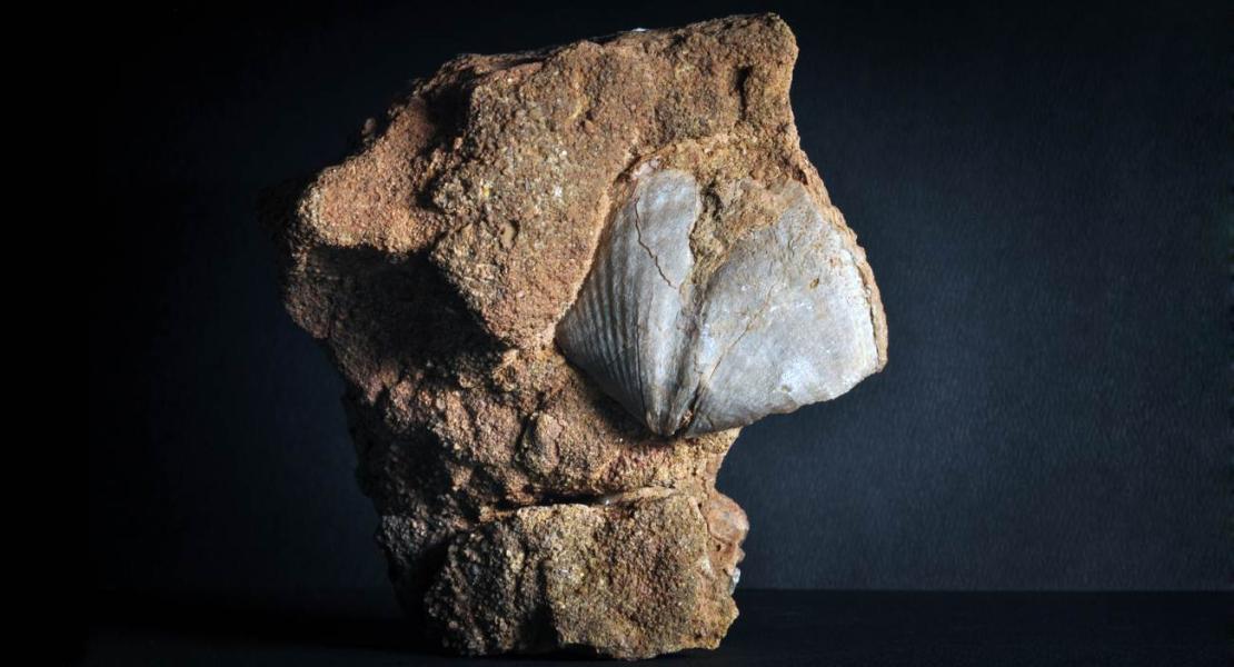 Fossili brachiopodi
