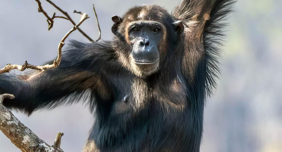 Chimpanzee