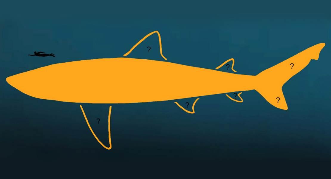 Ricostruzione schematica e ipotetica della forma del corpo di un Megalodon di 24,3 metri di lunghezza.