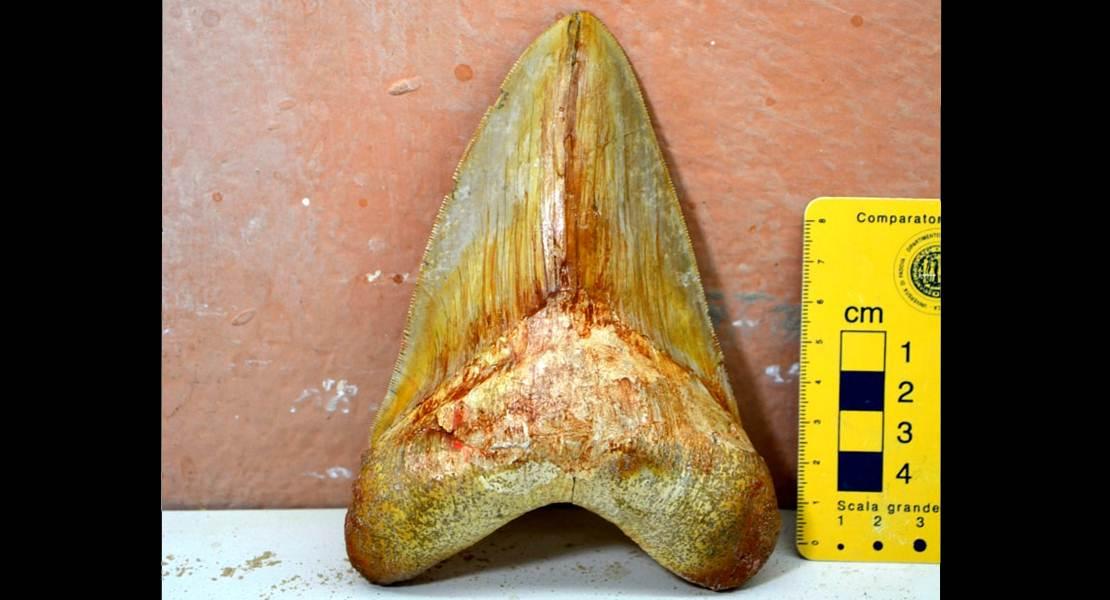 Un dente fossile di Megalodon dal Miocene del Perù.