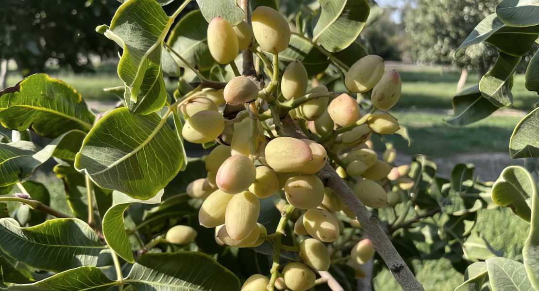 Pistacchio