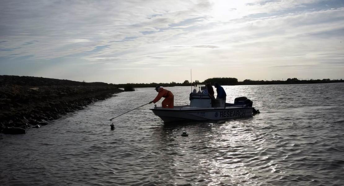 Il team di ricerca ha posizionato dei monitor nel fiume San Joaquin per monitorare le attività dei salmoni giovani e dei loro predatori.