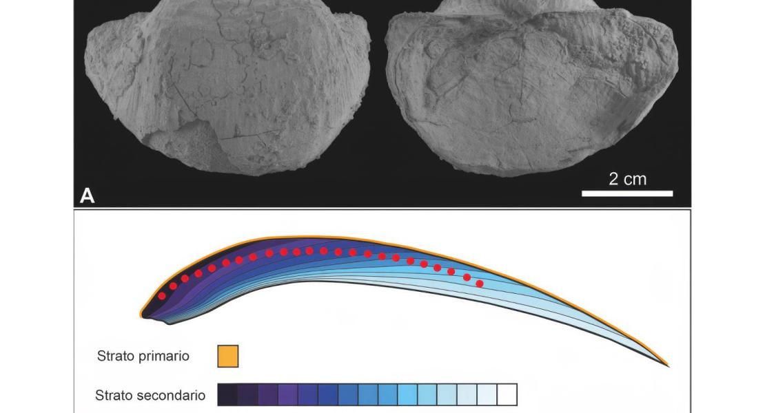 A) I brachiopodi fossili utilizzati nello studio, appartenenti alla specie Araxilevis intermedius. B) Schema di crescita di una conchiglia di brachiopode. I punti rossi mostrano i campioni di polveri analizzati.