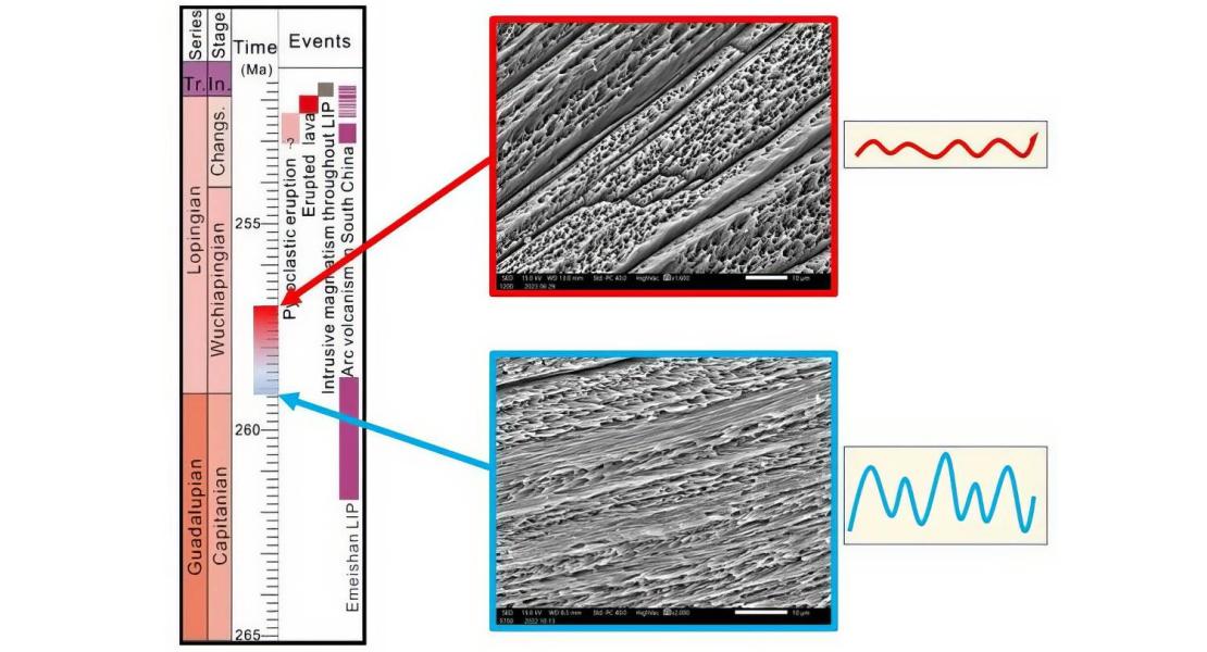 Microstrutture di conchiglie di brachiopode ben preservate che hanno registrato momenti freddi (blu, caratterizzati da alta oscillazione nei valori isotopici e quindi grande variazione stagionale di temperature) e momenti caldi (rosso, caratterizzati da bassa oscillazione nei valori isotopici e quindi minima variazione stagionale di temperature).